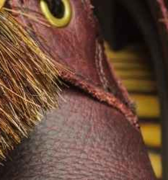 caring for your work boots